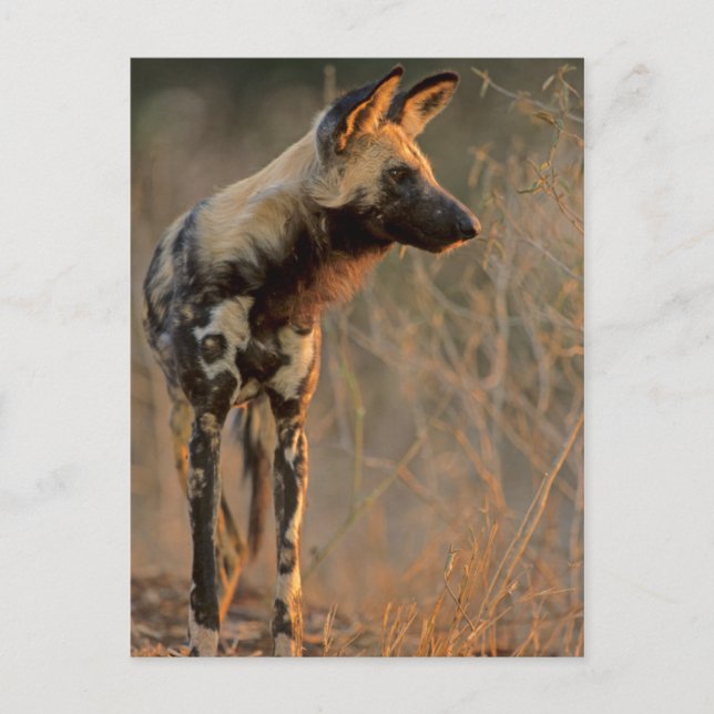Cartão Postal Cão selvagem africano (Lycaon Pictus), Kruger (Frente)
