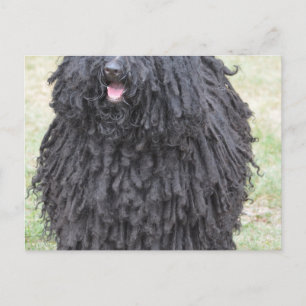 Cartão Postal Cão Shaggy Puli
