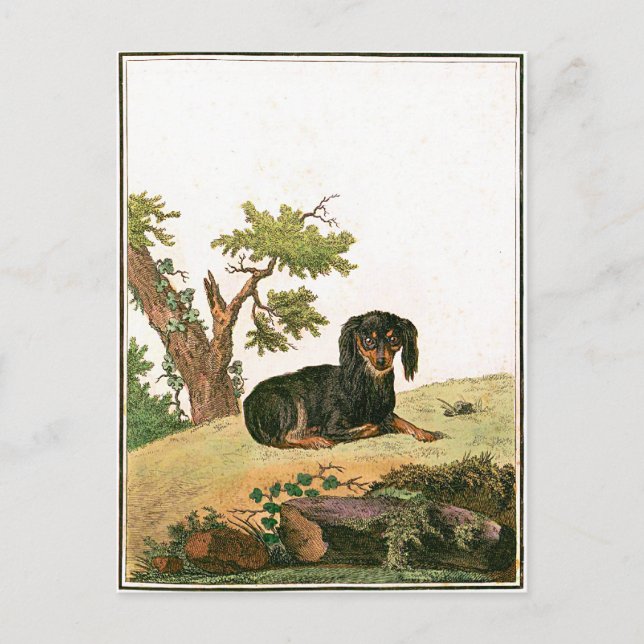 Cartão Postal Cão - Spaniel de brinquedo continental (Frente)