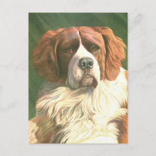 Cartão Postal Cão Terra Nova Antigo