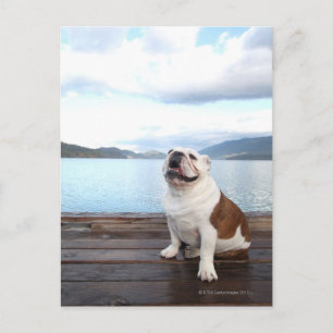 Cartão Postal cão touro feliz sentado no convés perto do lago