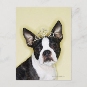 Cartão Postal Cão vestindo tiara