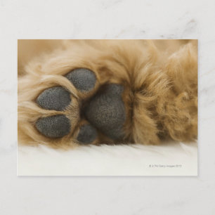 Cartão Postal Cão, vista da perna