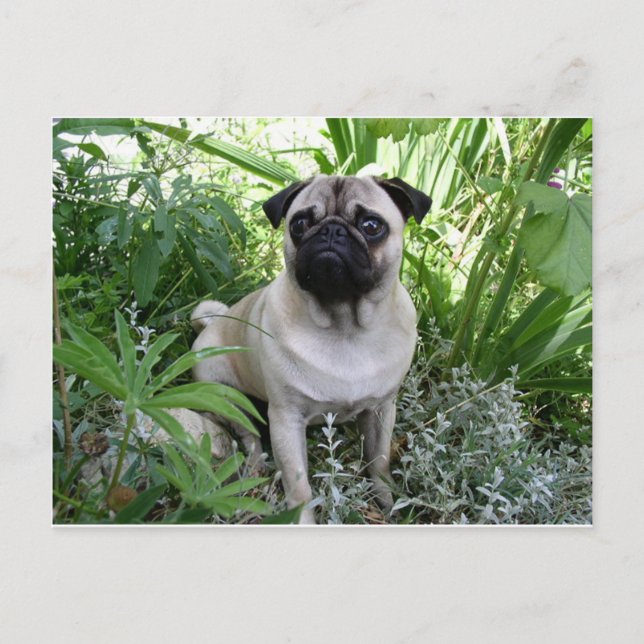 Cartão Postal cãozinho (Frente)