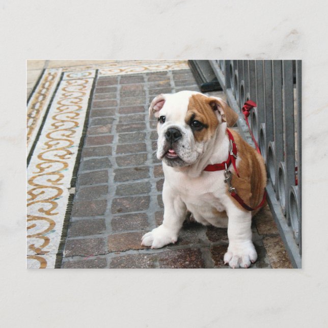 Cartão Postal cãozinho (Frente)
