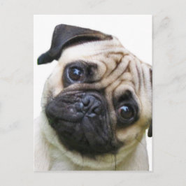 Cartão Postal cãozinho
