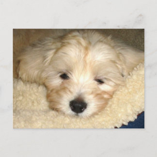 Cartão Postal Cãozinho