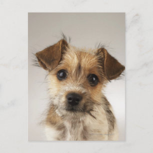 Cartão Postal Cãozinho (Canis familiaris)