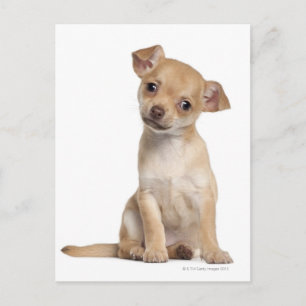 Cartão Postal Cãozinho Chihuahua (2 meses de idade)