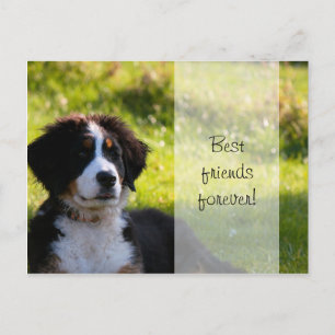 Cartão Postal Cãozinho da montanha Bernese com grama verde