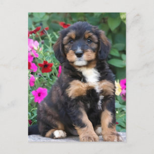 Cartão Postal Cãozinho de berneodle em petúnias