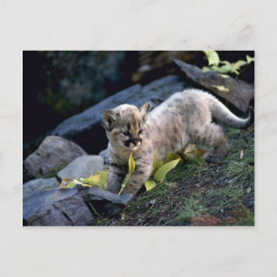 Cartão Postal Cãozinho de seis semanas