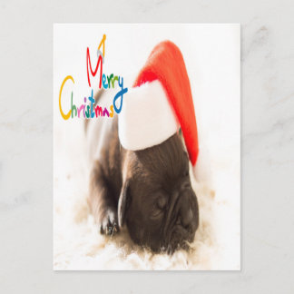 Cartão Postal Cãozinho dormindo bonito no Natal