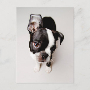 Cartão Postal Cãozinho Edison Boston Terrier.