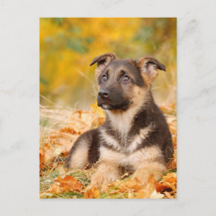 Cartão Postal Cãozinho German shepherd de outono