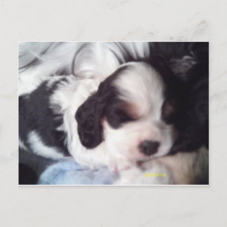 Cartão Postal Cãozinho Spaniel de três cores