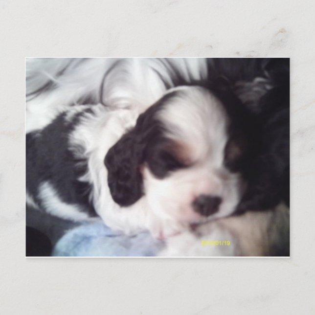 Cartão Postal Cãozinho Spaniel de três cores (Frente)
