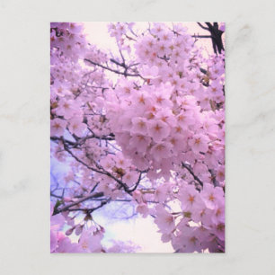 Cartão Postal Capa de Telefone Flor de Cerejeira Sakura Rosa
