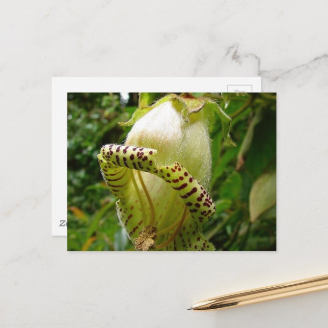 Cartão postal Capanea Grandiflora (Frente/Verso In Situ)