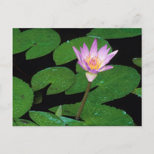 Cartão Postal Cape Blue Water Lily (Nymphaea Capensis) (Frente)
