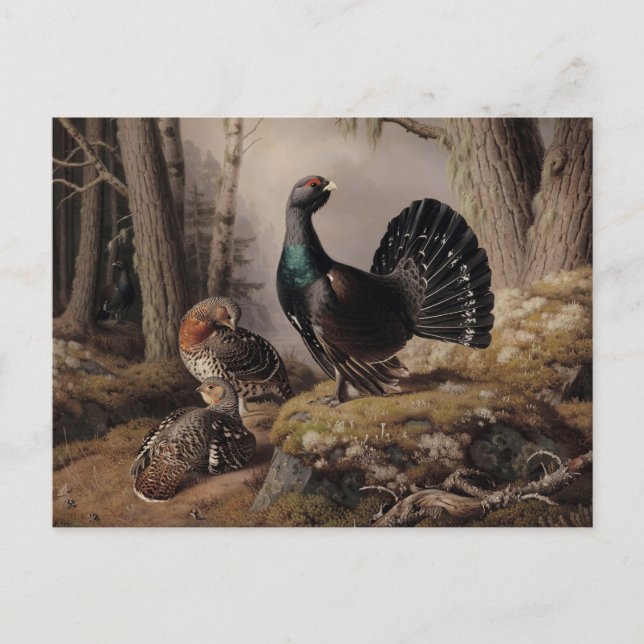 Cartão Postal Capercaillies Courting por Ferdinand von Wright (Frente)