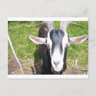 Cartão Postal Capim Antigo