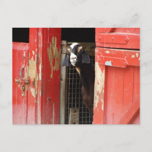 Cartão Postal Capim curioso
