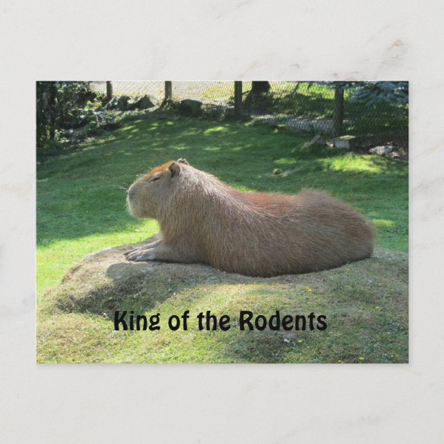Cartão Postal Capivara Gigante (Frente)