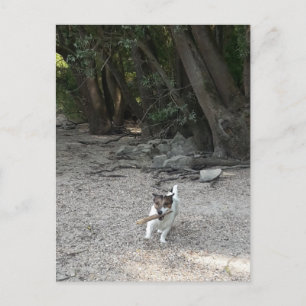Cartão Postal Capo von Oppenheim, Jack Russell Terrier Dog