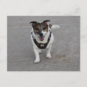 Cartão Postal Capo von Oppenheim, Jack Russell Terrier Dog