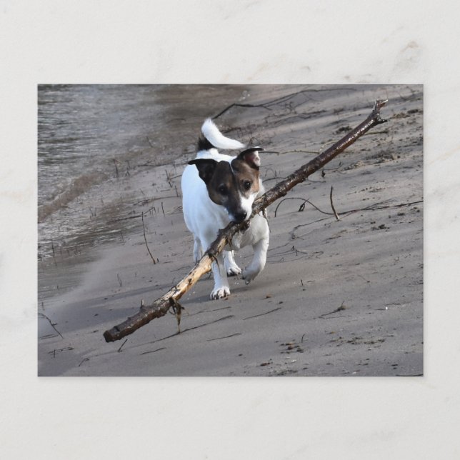 Cartão Postal Capo von Oppenheim, Jack Russell Terrier Dog (Frente)