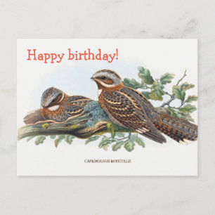 Cartão Postal Caprimulgus Ruficollis