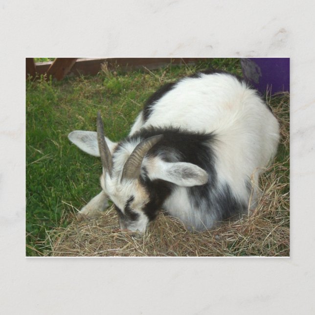 Cartão Postal Caprino Dormindo (Frente)