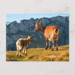 Cartão Postal Caprinos alpinos