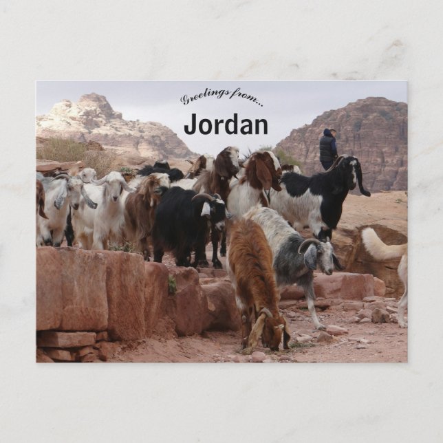Cartão Postal Caprinos em Petra Jordan (Frente)