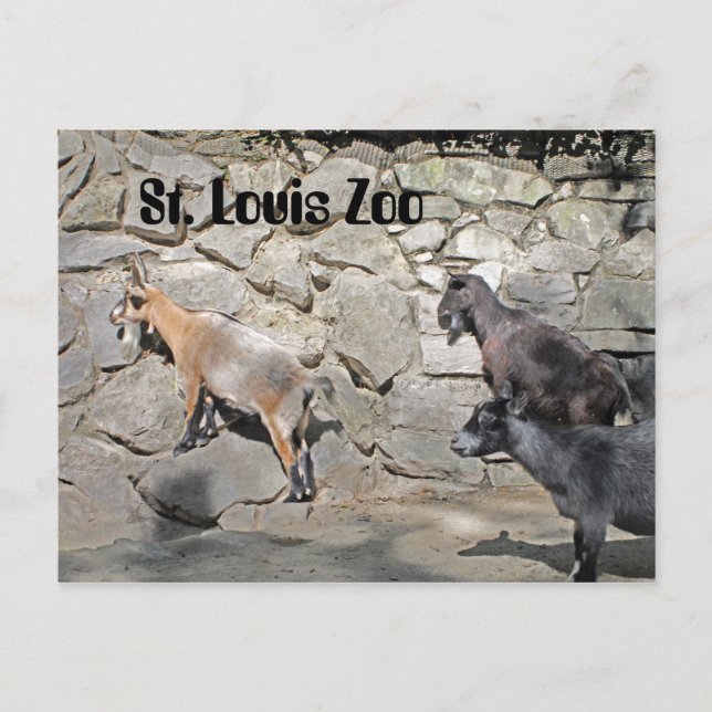 Cartão Postal Caprinos em uma Parede (Frente)