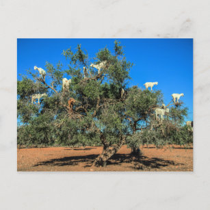 Cartão Postal Caprinos engraçados em árvores no Marrocos