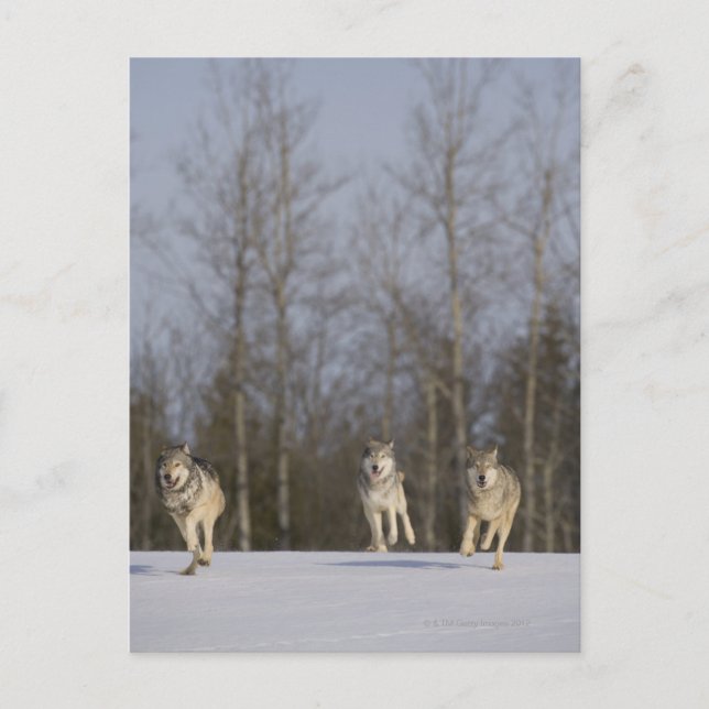 Cartão Postal Captive, Duluth, Minnesota, USA 2 (Frente)