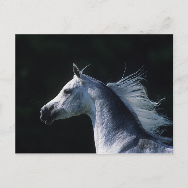 Cartão Postal Captura 2 do Cavalo Árabe (Frente)