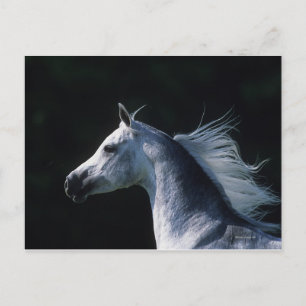 Cartão Postal Captura 2 do Cavalo Árabe