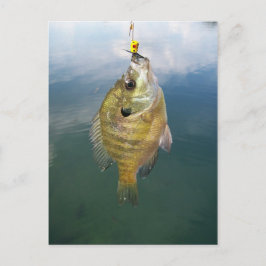 Cartão Postal Captura de Bluegill