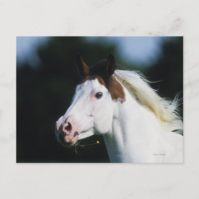 Cartão Postal Captura de cabeça de cavalo de pintura 3 (Frente)