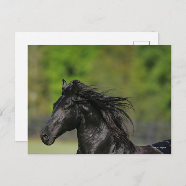 Cartão Postal Captura de cabeça de Stallion Cavalo Frísia Negro (Frente/Verso)