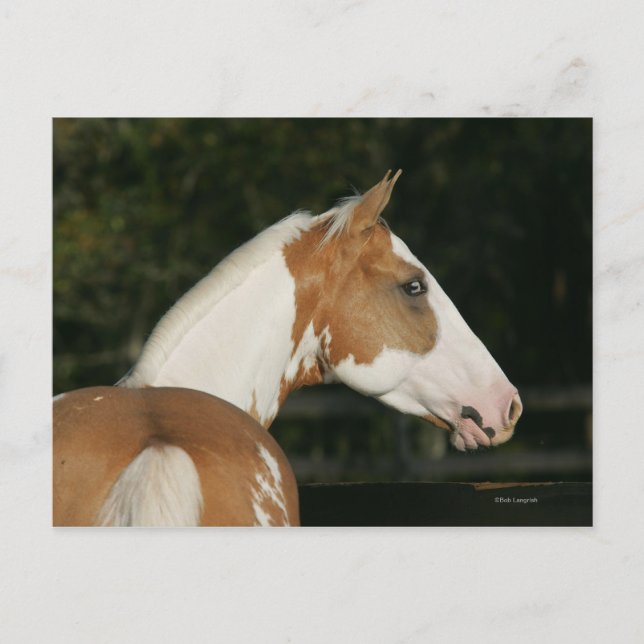 Cartão Postal Captura de Cabeça de Tinta Cavalo 2 (Frente)