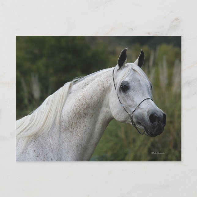 Cartão Postal Captura de Cabeça do Cavalo Árabe 1 (Frente)