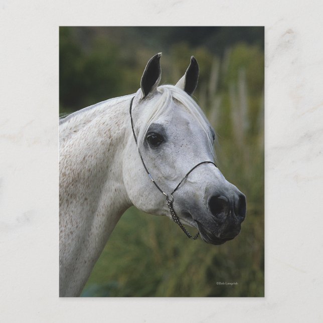 Cartão Postal Captura de Cabeça do Cavalo Árabe 1 (Frente)