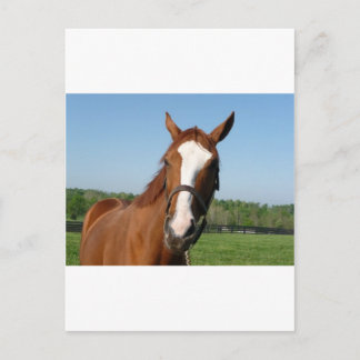 Cartão Postal Captura de cabeça do Rags to Riches