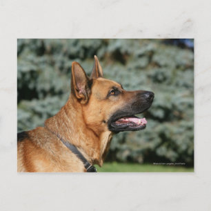 Cartão Postal Captura de german shepherd 1
