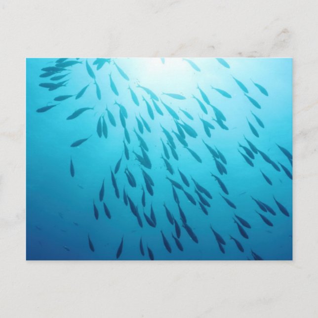 Cartão Postal Captura de peixes (Frente)