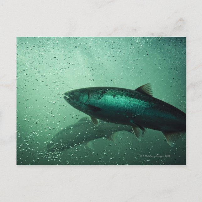 Cartão Postal Captura próxima do salmão correndo 2 (Frente)